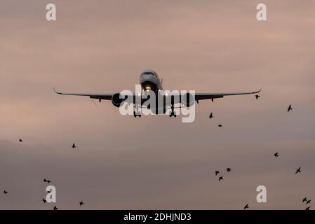 Arrivo al mattino presto. Aereo jet Airliner in avvicinamento all'aeroporto Heathrow di Londra, Regno Unito, durante la pandemia COVID 19. British Airways aereo, uccello Foto Stock