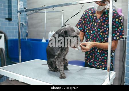 Uomo in maschera protettiva spazzolando le zampe di morbido Schnauzer miniaturizzato seduto sul tavolo in salone per la cura del corpo Foto Stock