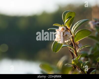 Ramoscelli di lingonberry fioriti Foto Stock