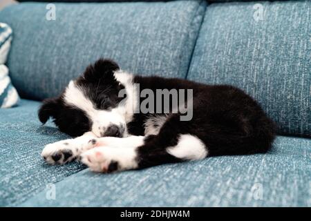 Adorabile cucciolo di collie bianco e nero sul bordo che dorme pacificamente su un comodo divano Foto Stock