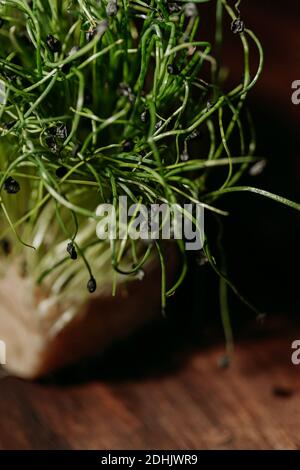 Ancora vita con mazzo di germogli di senape verde fresco che crescono in pentola posta su tavolo di legno in studio scuro con sfondo nero Foto Stock