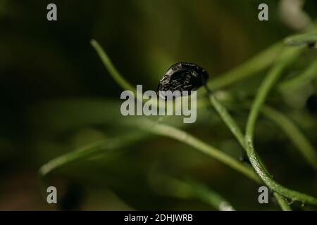 Spicchio di piccolo seme nero su germogli di aglio verde fresco per sfondo naturale Foto Stock