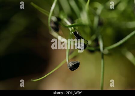 Spicchio di piccolo seme nero su germogli di aglio verde fresco per sfondo naturale Foto Stock