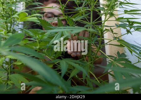 Ritratto della donna che guarda le sue piante di Marijuana Foto Stock