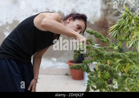 Una donna che taglia piante di marijuana con forbici nere sulla terrazza a casa. Foto Stock