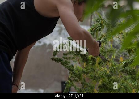 Una donna che taglia piante di marijuana con forbici nere sulla terrazza a casa. Foto Stock