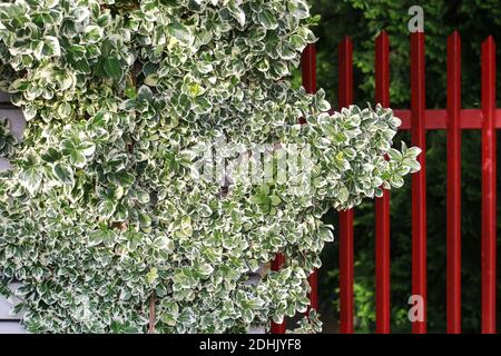 Euonymus fortunei (nomi comuni fuso o Fortune's fuso, superriduttore invernale o Wintersuperriduttore) pianta nel giardino. Foto Stock