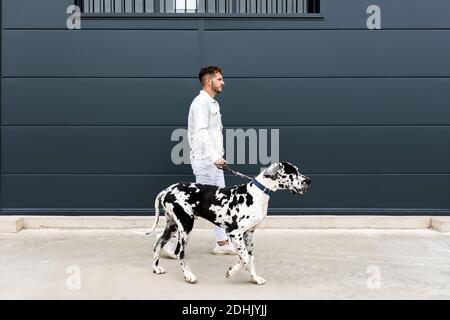 Vista laterale del proprietario maschile in piedi con grande Harlequin Great Dane cane durante la passeggiata in città e guardando via Foto Stock