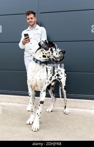 Sorridente maschio in piedi per strada con il cane Harlequin Great Dane e messaggi sui social media mentre si divertirà durante il fine settimana città Foto Stock