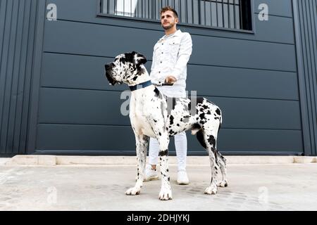 Da sotto del proprietario maschile in piedi con grande Harlequin Grande Dane cane durante la passeggiata in città e guardando via Foto Stock