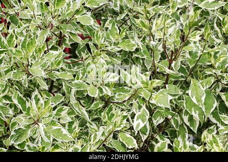 Euonymus fortunei (nomi comuni fuso o Fortune's fuso, superriduttore invernale o Wintersuperriduttore) pianta nel giardino. Foto Stock