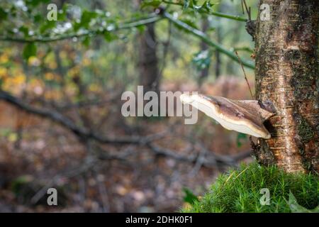 Piptoporus betulinus, su tronco di betulla argentata, bosco tardo autunnale Foto Stock