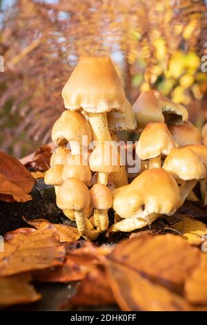 Fungo di zolfo-tuft, Hypholoma fasciculare, su ceppo di albero coperto di foglia Foto Stock