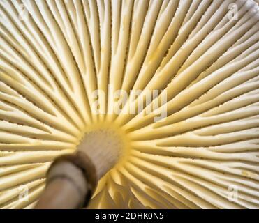 Funghi in porcellana, Oudemansiella mubida, macro shot di branchie illuminate dalla schiena Foto Stock