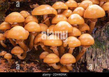 Ciuffo di legno rivestito, Kuehneromyces mutabilis, grandi grappoli su betulla d'argento caduta. Foto Stock