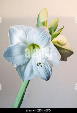 Weisse Amaryllis Foto Stock