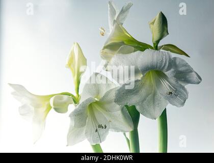 Weisse Amaryllis Foto Stock