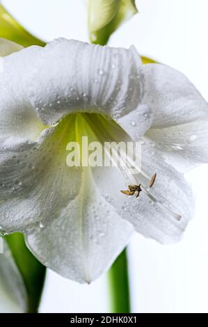 Weisse Amaryllis Foto Stock