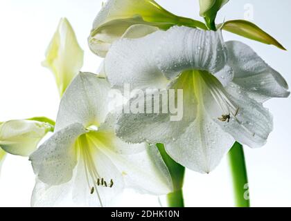 Weisse Amaryllis Foto Stock