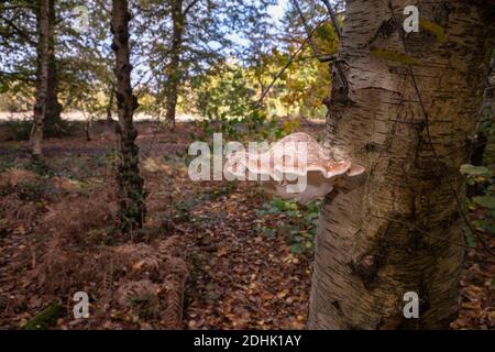 Fungo della staffa di betulla, o pollyporo di betulla Foto Stock