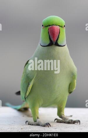 Parakeet con anello rosa Psittacula krameri - maschio Foto Stock