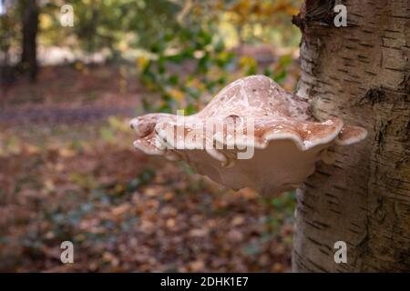 Fungo della staffa di betulla, o pollyporo di betulla Foto Stock