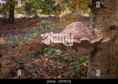 Fungo della staffa di betulla, o pollyporo di betulla Foto Stock