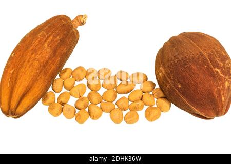 Cibo esotico del brasile, la castagna monguba, nome scientifico Pachira aquatica Aubl, noto anche come (Maranhão castagno e cacao selvatico.) È un albero di Foto Stock