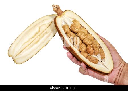Cibo esotico del brasile, la castagna monguba, nome scientifico Pachira aquatica Aubl, conosciuto anche come castagno Maranhão e cacao selvatico. È un albero di Th Foto Stock