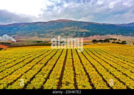 Foto aeree per la valle di bekaa in Libano in autunno Foto Stock