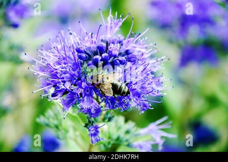 Celeste ape blu caryopteris su fiore Foto Stock