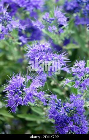 Celeste blu caryopteris Foto Stock