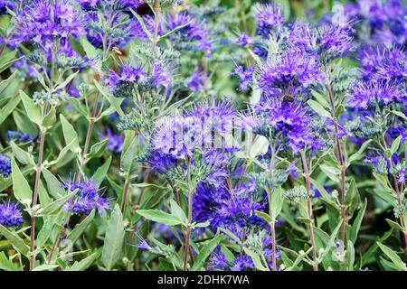 Caryopteris celeste arbusto fiorito blu Foto Stock