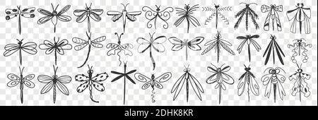 Set di doodle Dragonfly. Collezione di varie libellula disegnate a mano con ali eleganti con diversi motivi che volano isolati su sfondo trasparente. Illustrazione di insetto bello Illustrazione Vettoriale