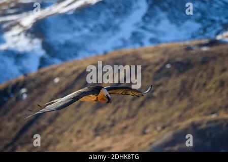 Bartgeier fliegt un einem Berghang entlang, Gypaetus barbatus, Foto Stock