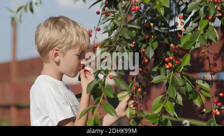 Un ragazzo raccoglie le bacche di ciliegia da un albero e le mangia. Foto Stock