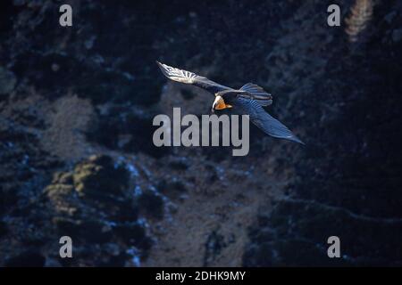 Bartgeier fliegt un einem Berghang entlang, Gypaetus barbatus, Foto Stock