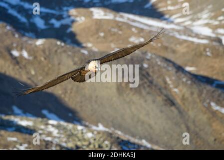 Bartgeier fliegt un einem Berghang entlang, Gypaetus barbatus, Foto Stock