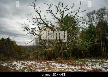 Un antico albero di quercia si erge solitario come un altro inverno si avvicina. Foto Stock