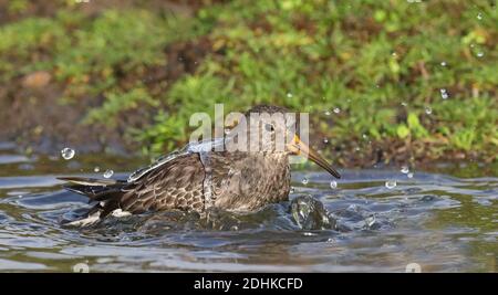 Sandpiper viola, bagno e spruzzi d'acqua Foto Stock