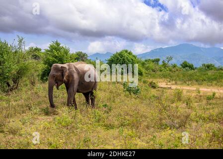 An asien elephant walking in the jungle of Sri Lanka Stock Photo