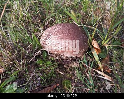 Calvatia gigantea, fungo gigante di palla di puffball nell'erba Foto Stock