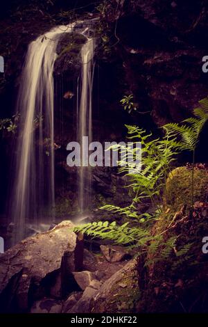 Un colpo verticale di una piccola cascata che scorre sopra a. scogliera rocciosa in una giungla tropicale Foto Stock