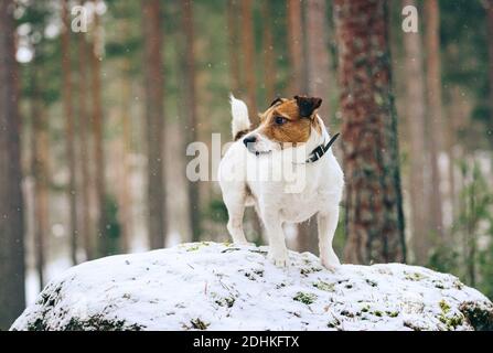 Durante l'escursione in legno cane in piedi su grande pietra sotto innevamento durante il giorno d'inverno Foto Stock