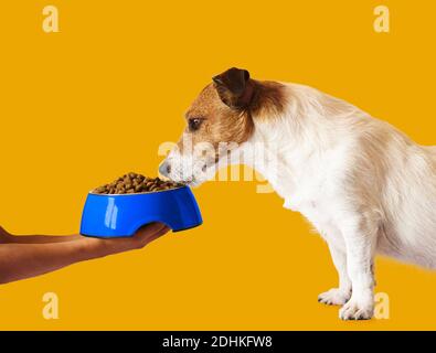 Il bambino si prende cura di cane animale domestico che lo alimenta con asciutto cibo dal recipiente Foto Stock