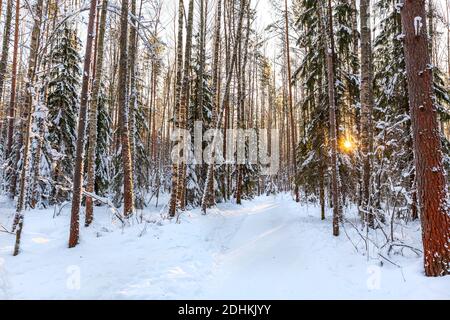 Bellissimo paesaggio invernale. Strada innevata che si estende fino alla distanza tra pini e abeti. Foto Stock