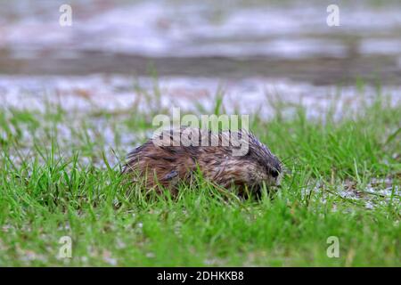 Muskrat (Ondatra zibethicus) Ha introdotto specie native al Nord America che mangia erba in inondated prato Foto Stock