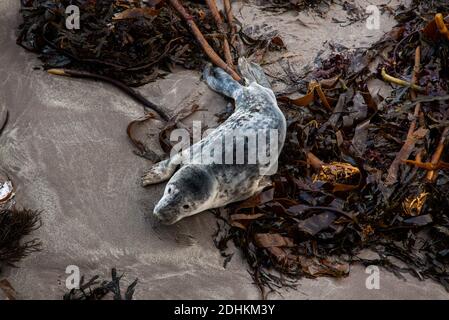 Cuccioli di Gray Seal della colonia di foche sulle Isole Farne, Northumberland, dopo essere stati abbandonati dalle loro madri dopo essere stati svezzati Foto Stock