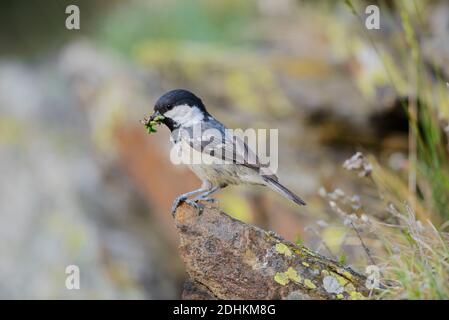 Tannenmeise mit Futter im Schnabel, (Periparus ater. syn.), Foto Stock