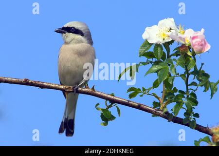 Neuntöter, Shrike (Lanus collurio) sitzt auf einem Zweig, Foto Stock